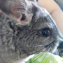 Kirill
