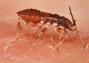 Parasitoa
