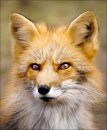 Drunk_Fox