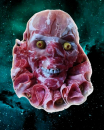 papynova