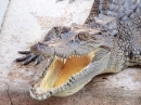 Krocodil