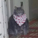 Murzik