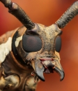 Redbeetles